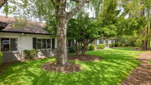 A large tree with a distinctive white trunk in a green grassy area next to a white brick building with dark shutters